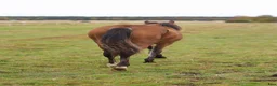Allround hästar till salu: Spännande Welsh cob sto  - Annons 3