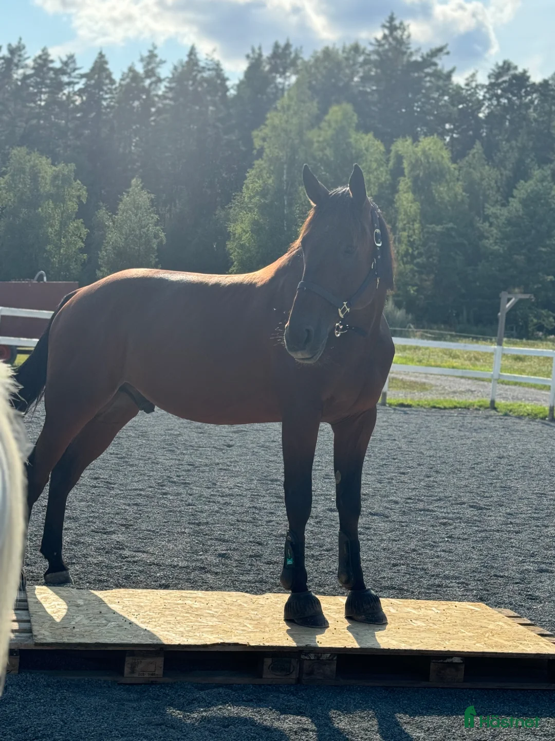 Allround hästar till salu: Snäll varmblod  i Enstaberga - Annons 6