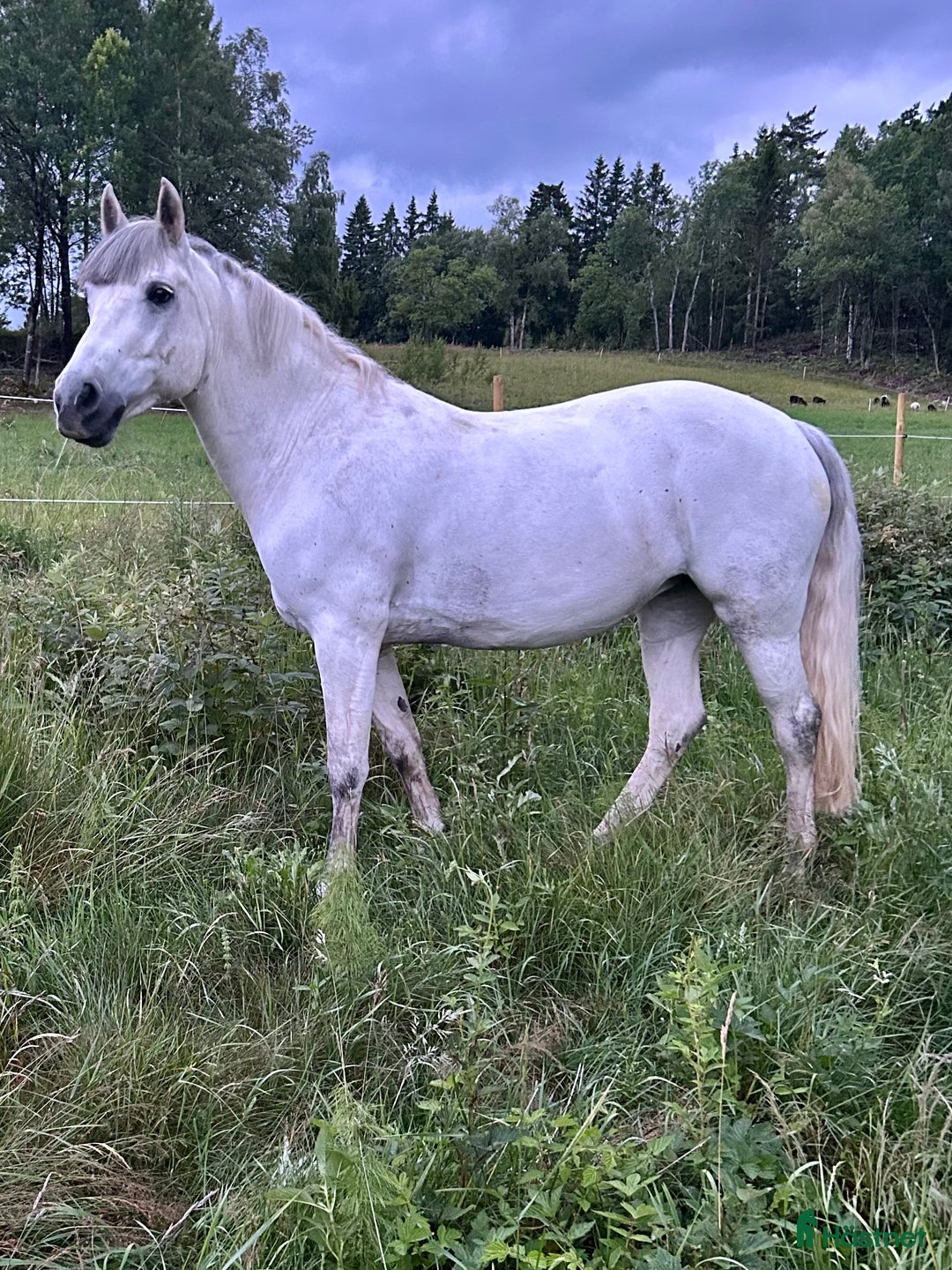 Avelshästar hästar till salu: Fantastisk hobbyhäst/Avel i Sävsjö - Annons 2