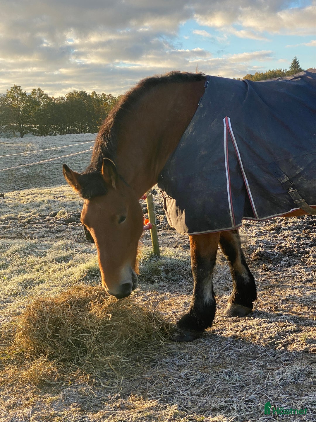 Allround hästar till salu: Ardennersto  i Röstånga - Annons 3