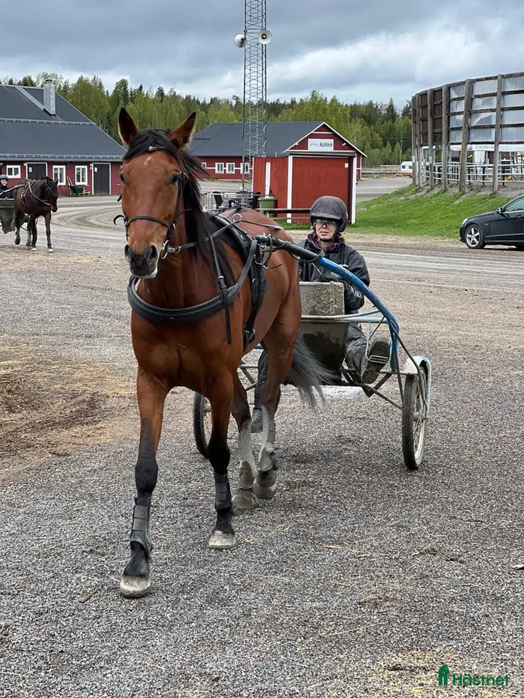 Allround hästar till salu: Fin kille söker nytt hem  - Annons 4