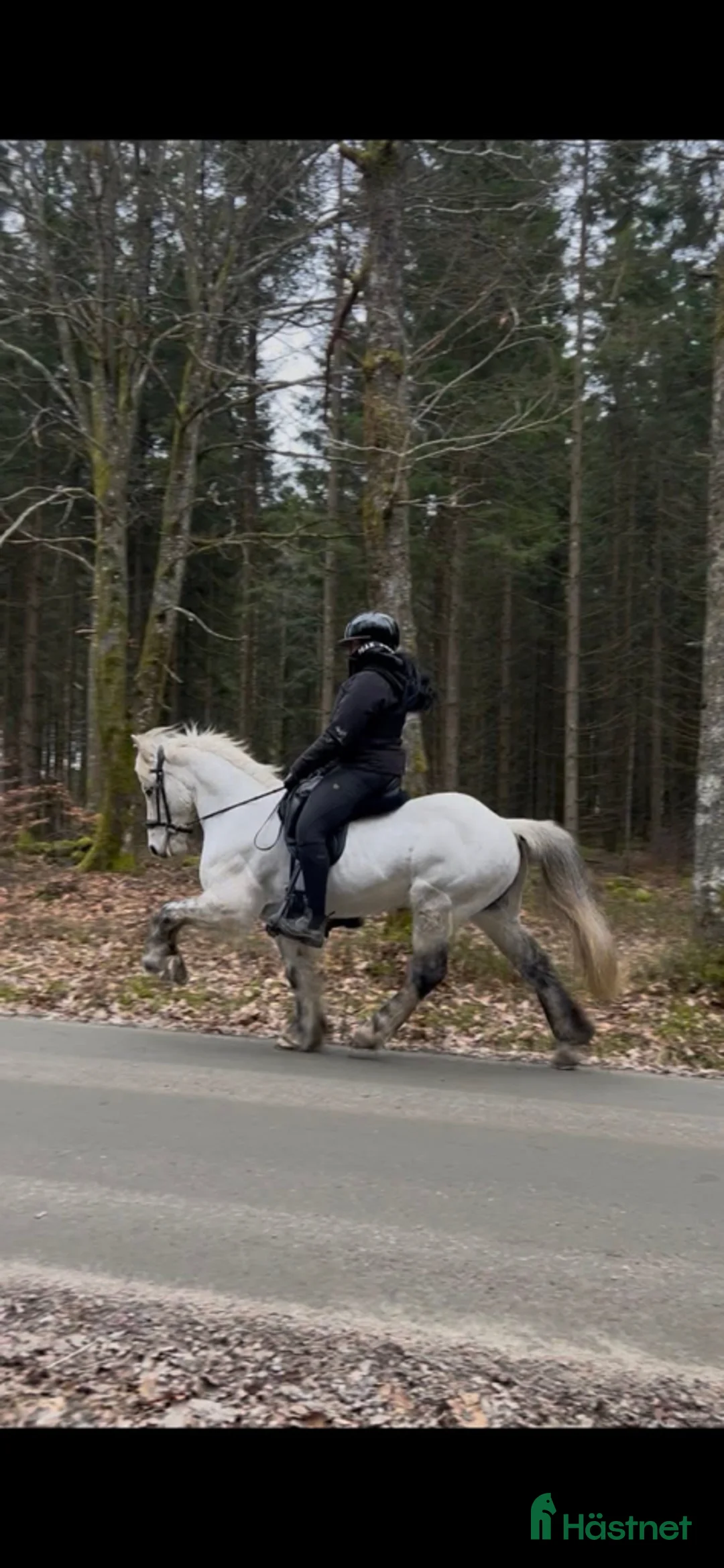 Island hästar till salu: Taktur Fra Sauðholti 2 🌟 - Annons 5