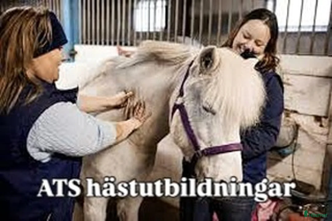  hästjobb finnes: RABATT Yrkesutbildning hästmassör/Friskvårdare - Annons 1
