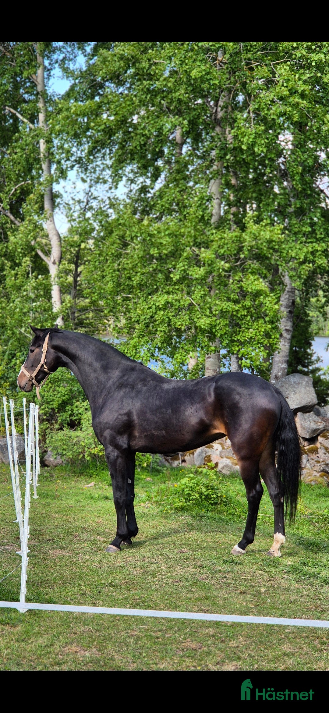 Dressyr hästar till salu: Otroligt sto, projekt i Ankarsrum - Annons 1