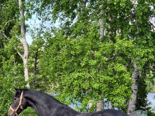 hästar Otroligt sto, projekt i Ankarsrum - Annons 15