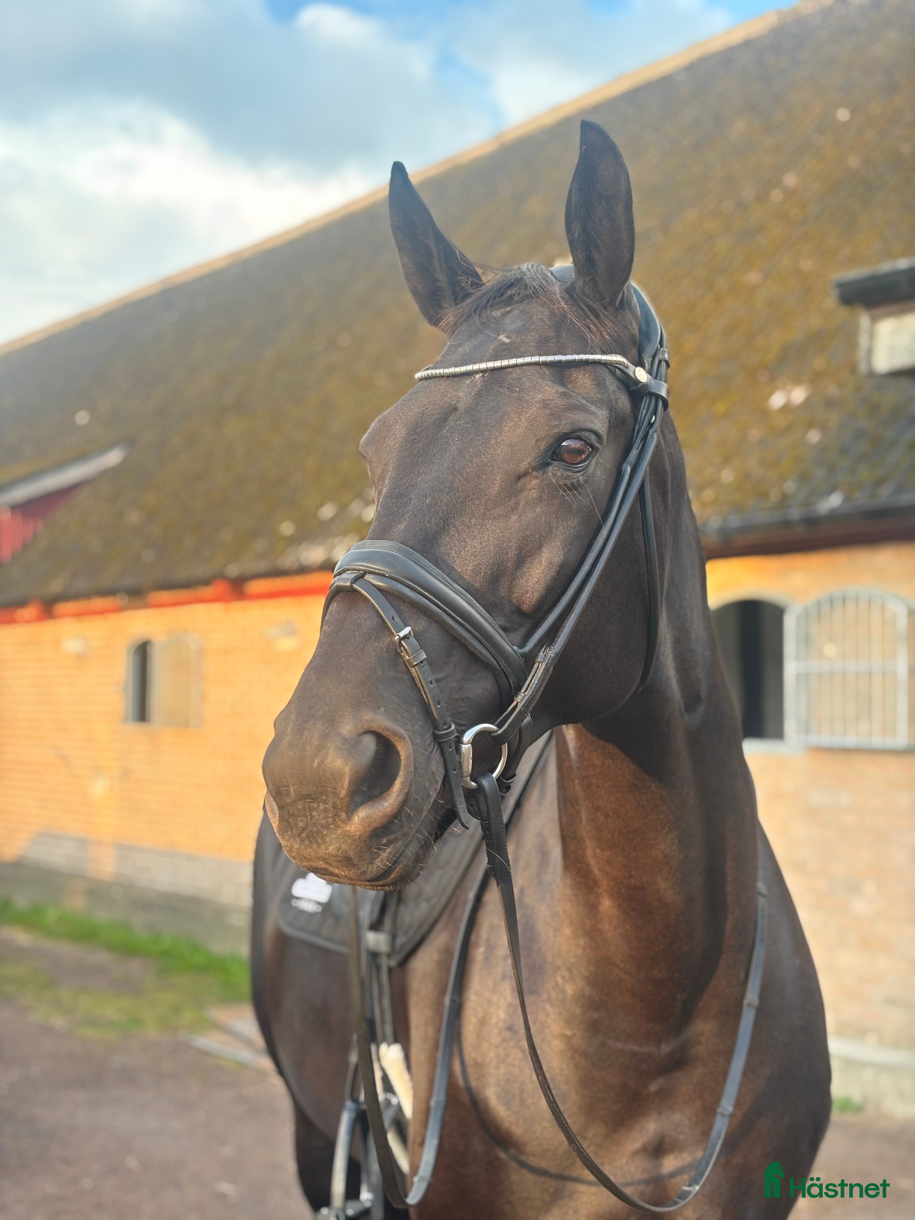  hästar Snygg dressyrpärla - Annons 4