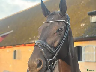 hästar Snygg dressyrpärla - Annons 4