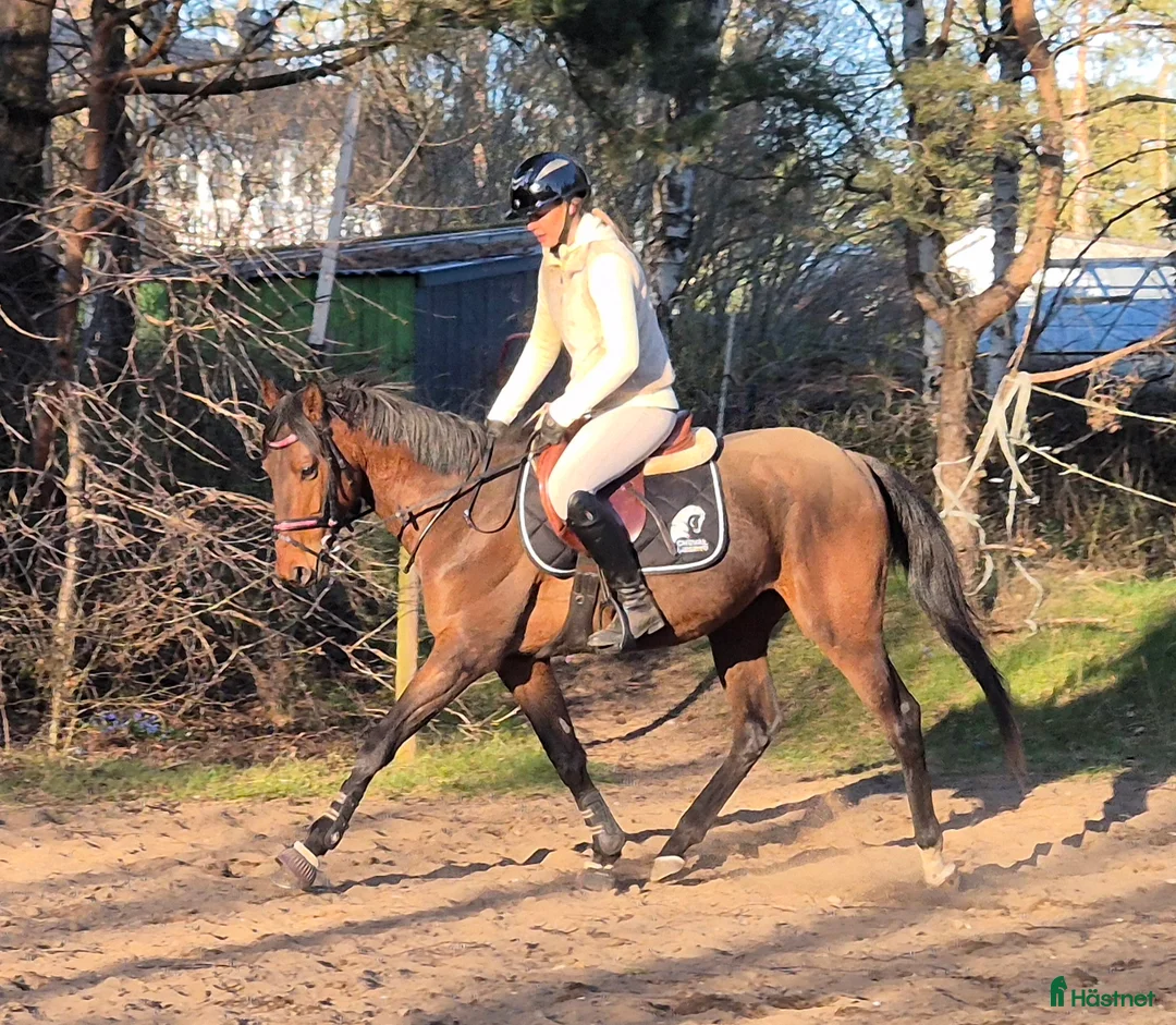 Allround hästar till salu: Snällaste Sture - Annons 2