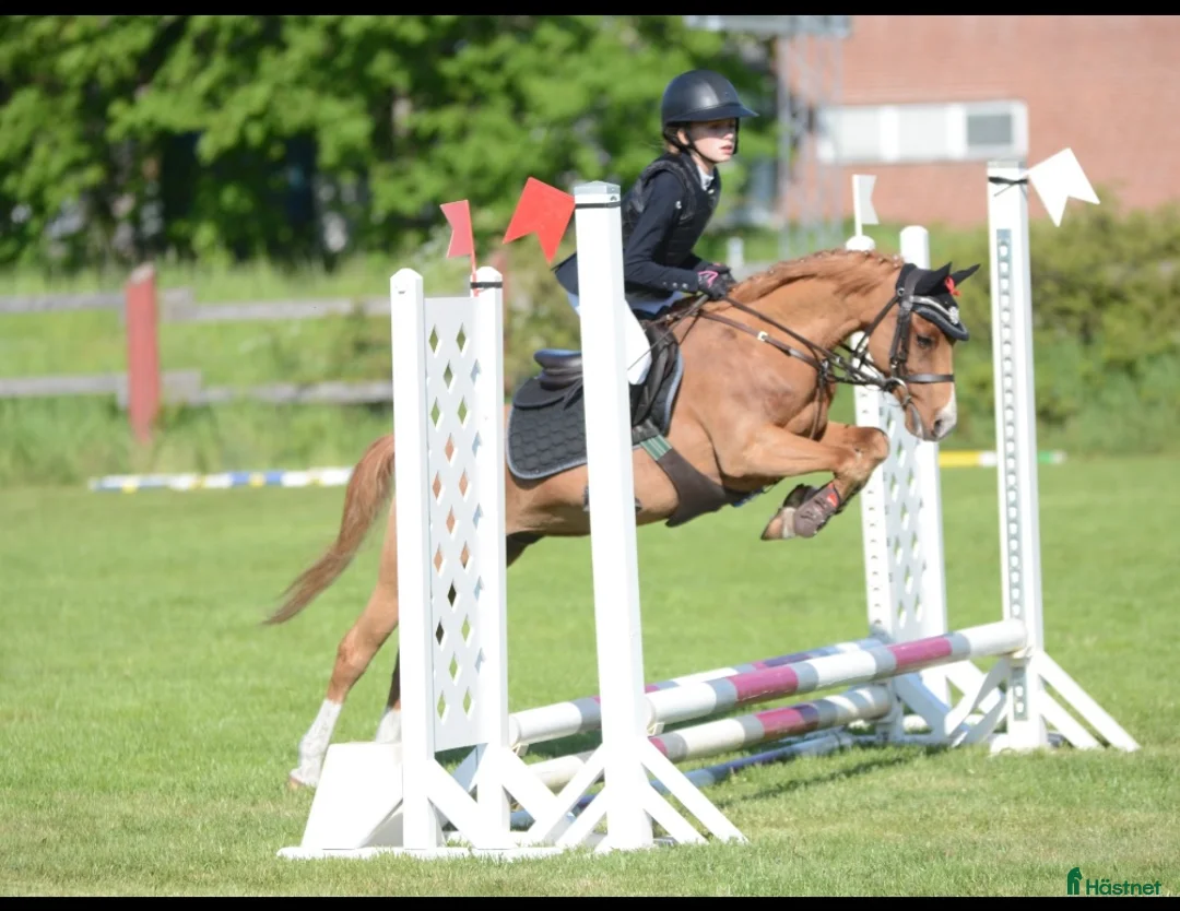 Allround hästar till salu: Söt och underbar B ponny i Fridlevstad - Annons 1