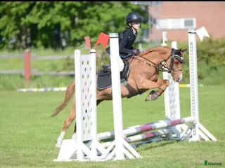 hästar Söt och underbar B ponny i Fridlevstad - Annons 15