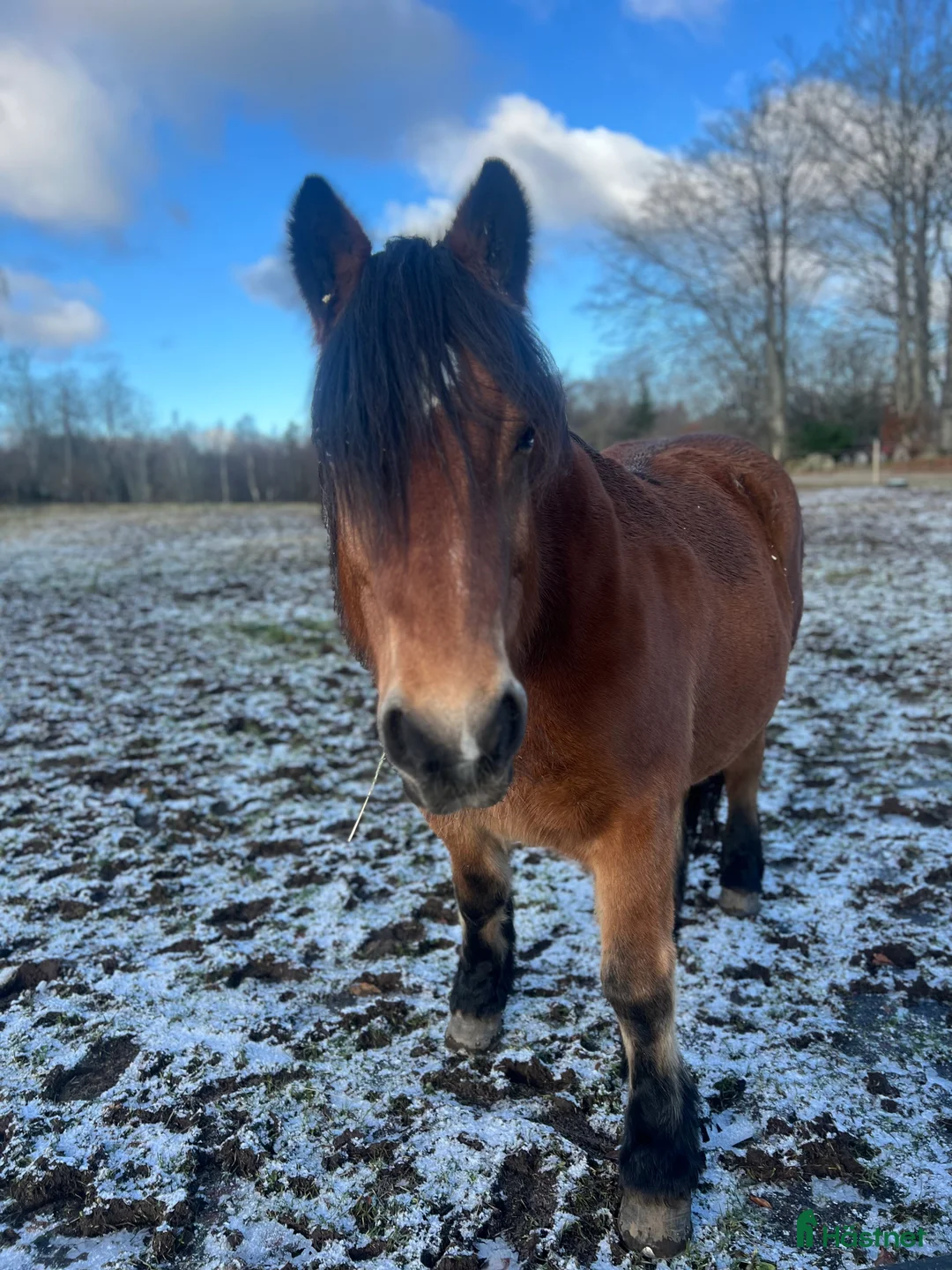 Allround hästar till salu: Världens snällaste skogsmulle / tanthäst i Hörja - Annons 7