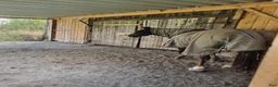  stallplats finnes: Plats i lösdrift  - Annons 7