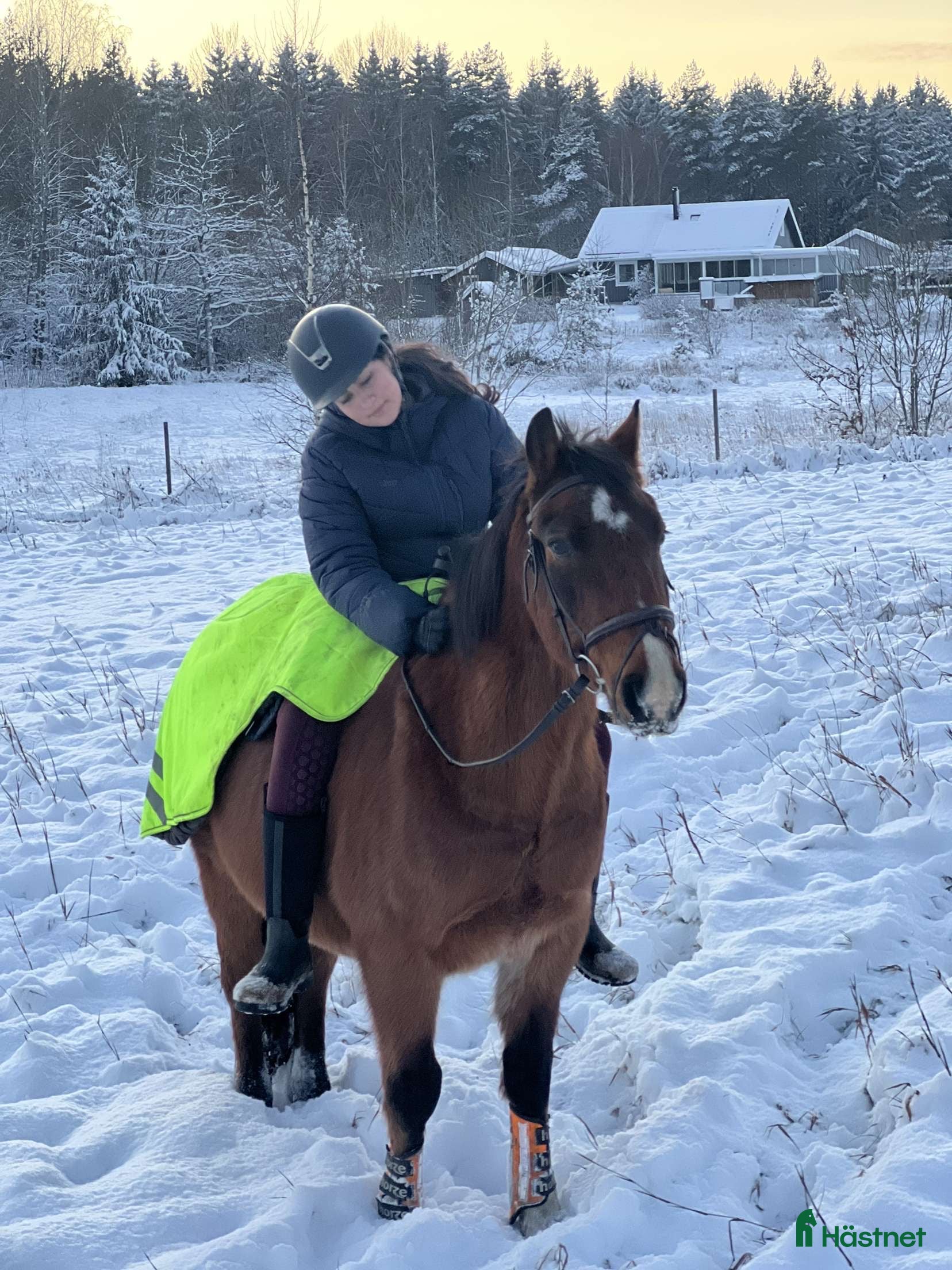  medryttarhäst finnes: Söker medryttarhäst i Linköping🥰 - Annons 20