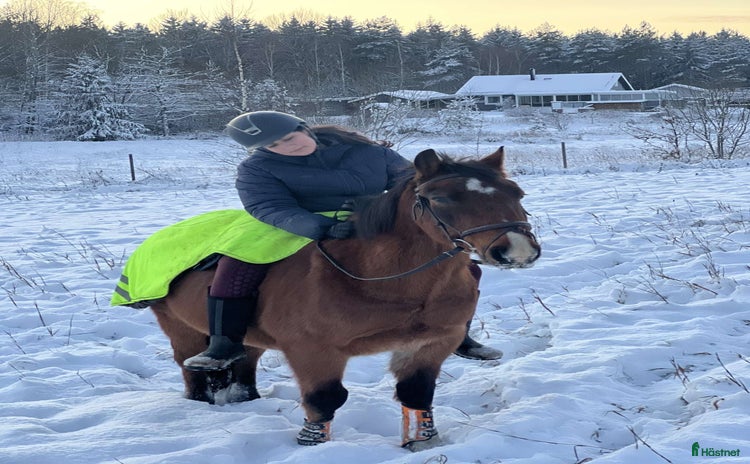  medryttarhäst finnes i Vikingstad - Annons 14