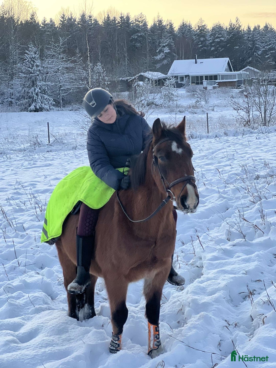  medryttarhäst finnes: Söker medryttarhäst i Linköping🥰 - Annons 1