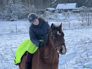 medryttarhäst finnes: Söker medryttarhäst i Linköping🥰 i Vikingstad - Annons 7