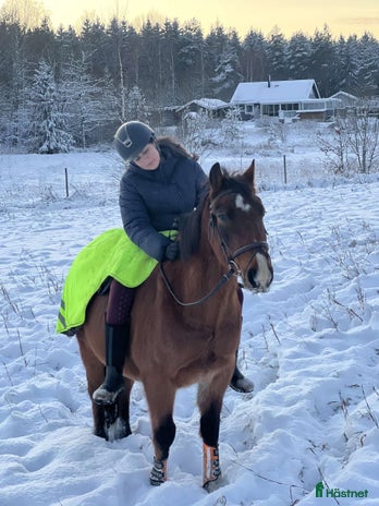 medryttarhäst finnes i Vikingstad - Annons 14