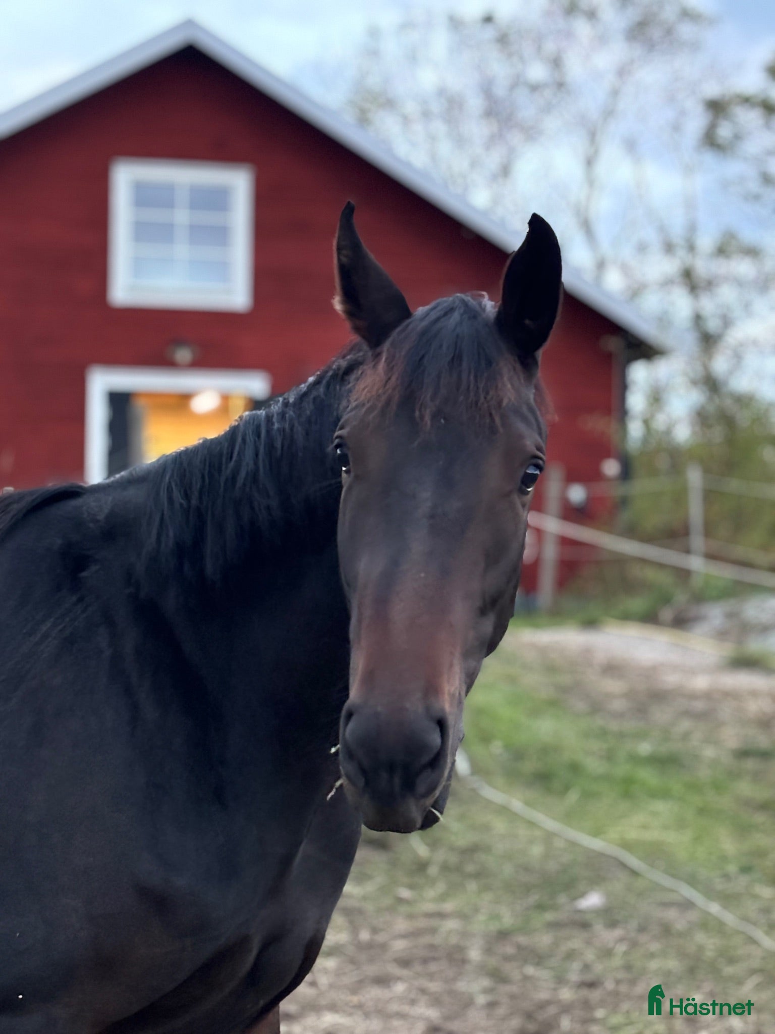  hästar Sällskap/ lättare ridning - Annons 17