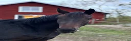 Övrigt hästar till salu: Sällskap/ lättare ridning - Annons 1