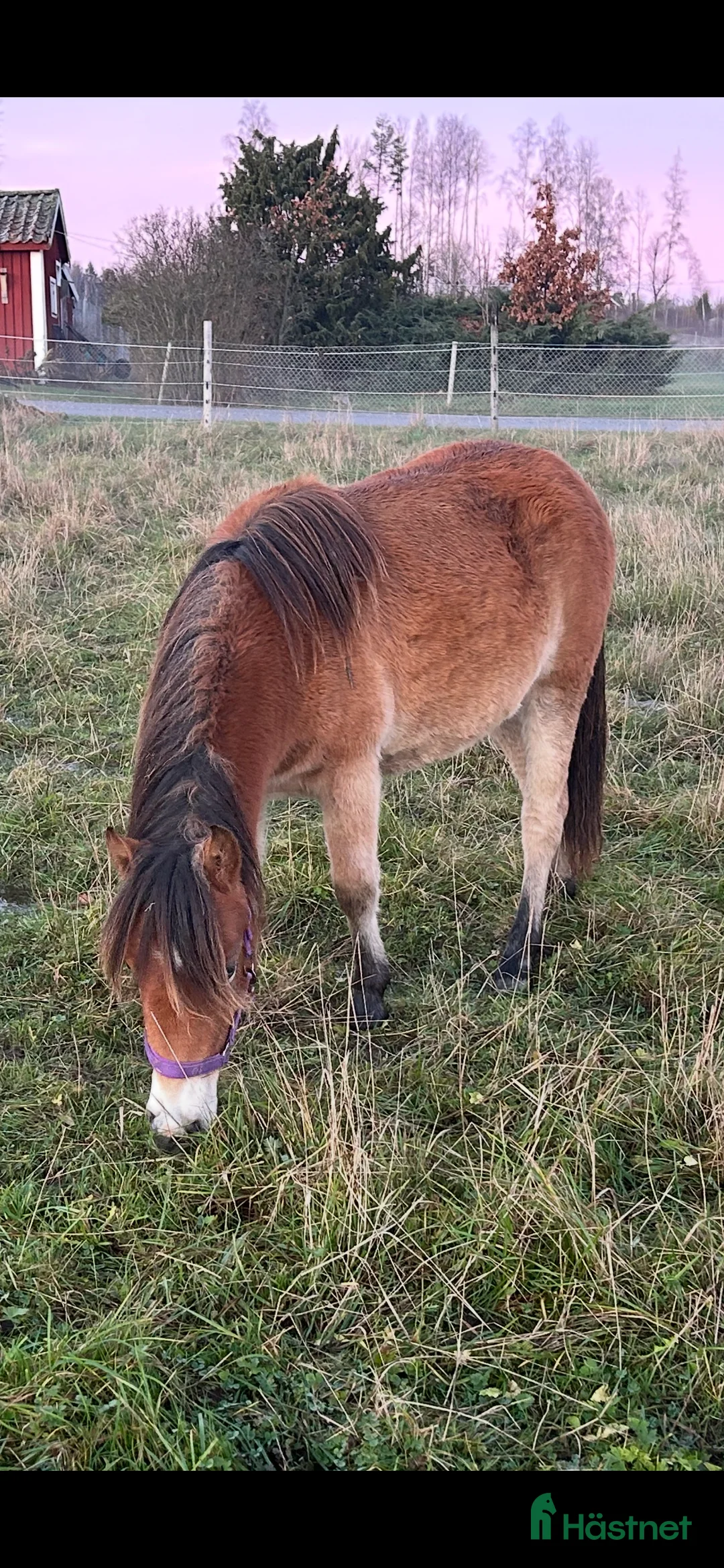 Allround hästar till salu: Blåögd liten skönhet  - Annons 2