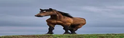 Allround hästar till salu: Olle, Allas favorit!  - Annons 6