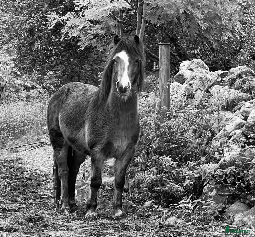 Allround hästar till salu: Supersnälla Bella söker nytt hem i Östra Sönnarslöv - Annons 4