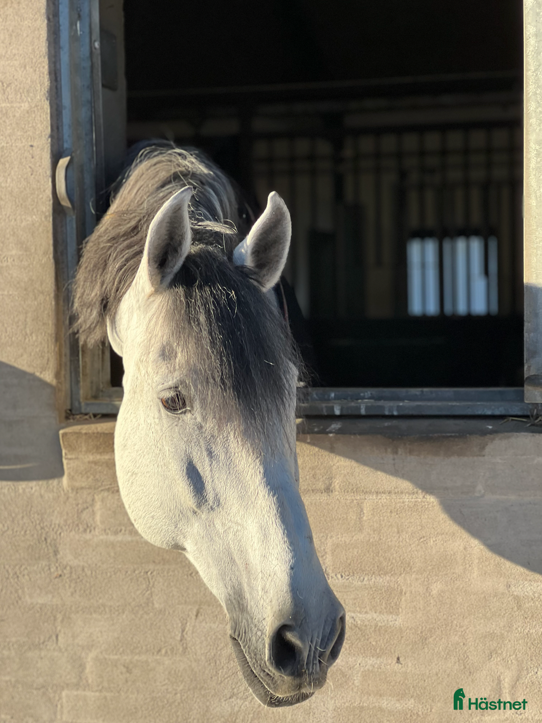 Dressyr hästar till salu: GRAND PRIX HORSE FORSALE - Annons 2