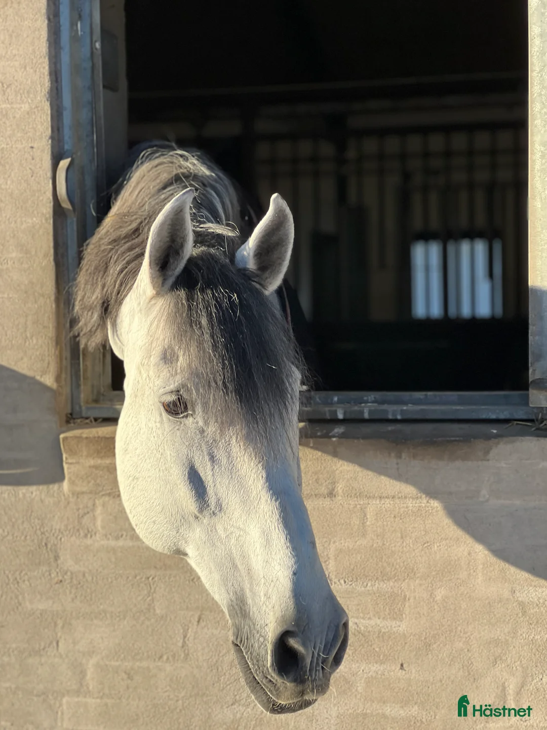 Dressyr hästar till salu: GRAND PRIX HORSE FORSALE - Annons 2