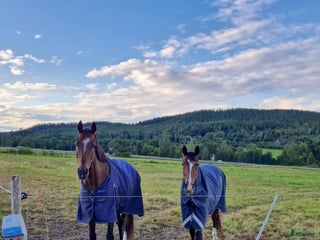 stallplats Stallplats nära stan finnes! i Härnösand - Annons 6