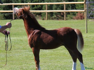 hästar Uttrycksfullt hingstföl i Dingle - Annons 17