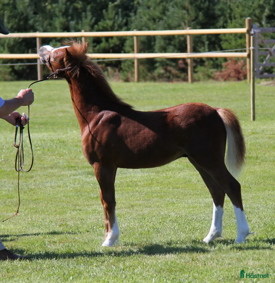 Allround hästar till salu: Uttrycksfullt hingstföl  - Annons 3