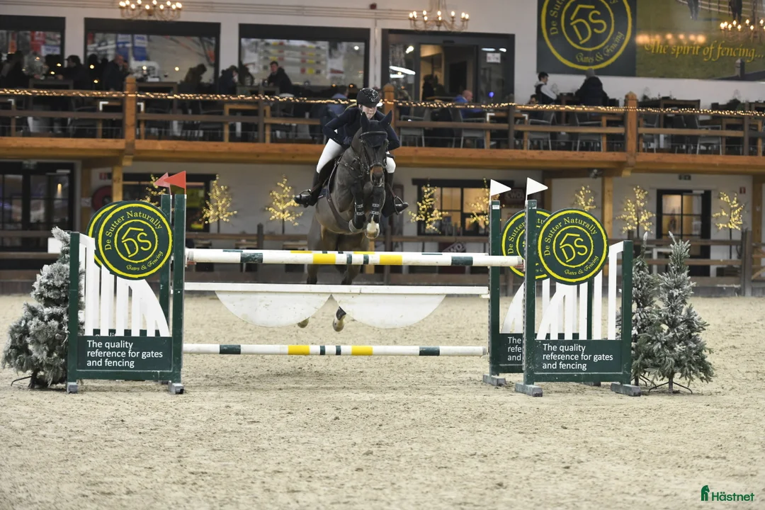 Hoppning hästar till salu: Fin och sportig hopphäst  i Alunda - Annons 1