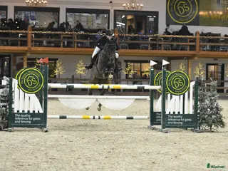 hästar Fin och sportig hopphäst i Alunda - Annons 5