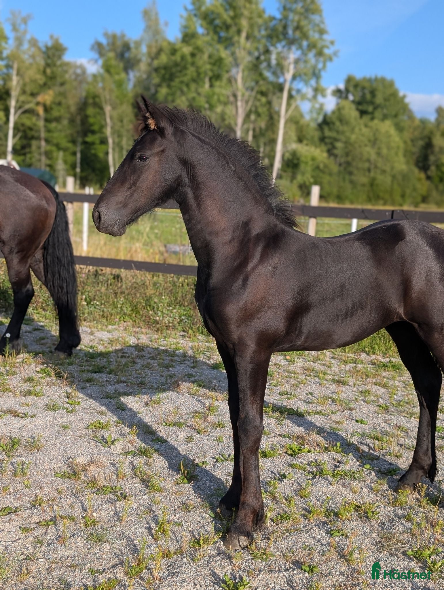  hästar Prinsessan Hera letar efter sin egna människa  - Annons 6