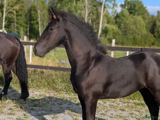 hästar Prinsessan Hera letar efter sin egna människa - Annons 2
