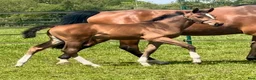 Hoppning hästar till salu: Fantastiskt stoföl Emerald x Heartbreaker  i Halmstad - Annons 1