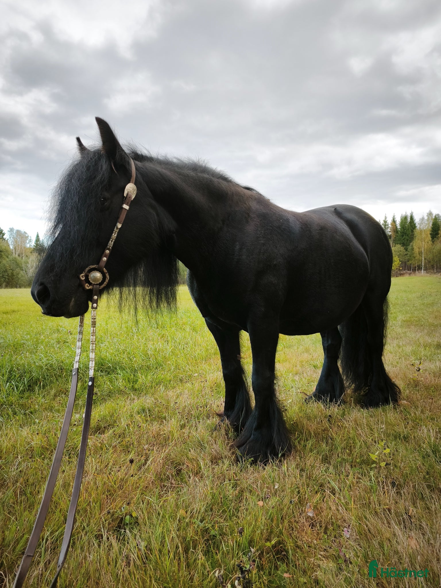  foderhäst Tinker sto (foder) - Annons 12