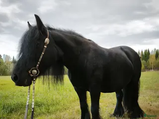 foderhäst Tinker sto (foder) - Annons 12