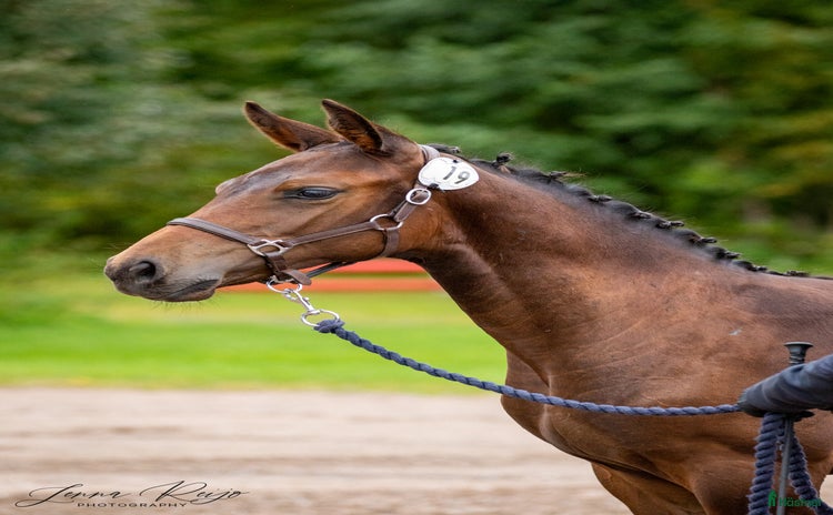  hästar Berglands Corvette (Everett-Cornet Obolensky) - Annons 4