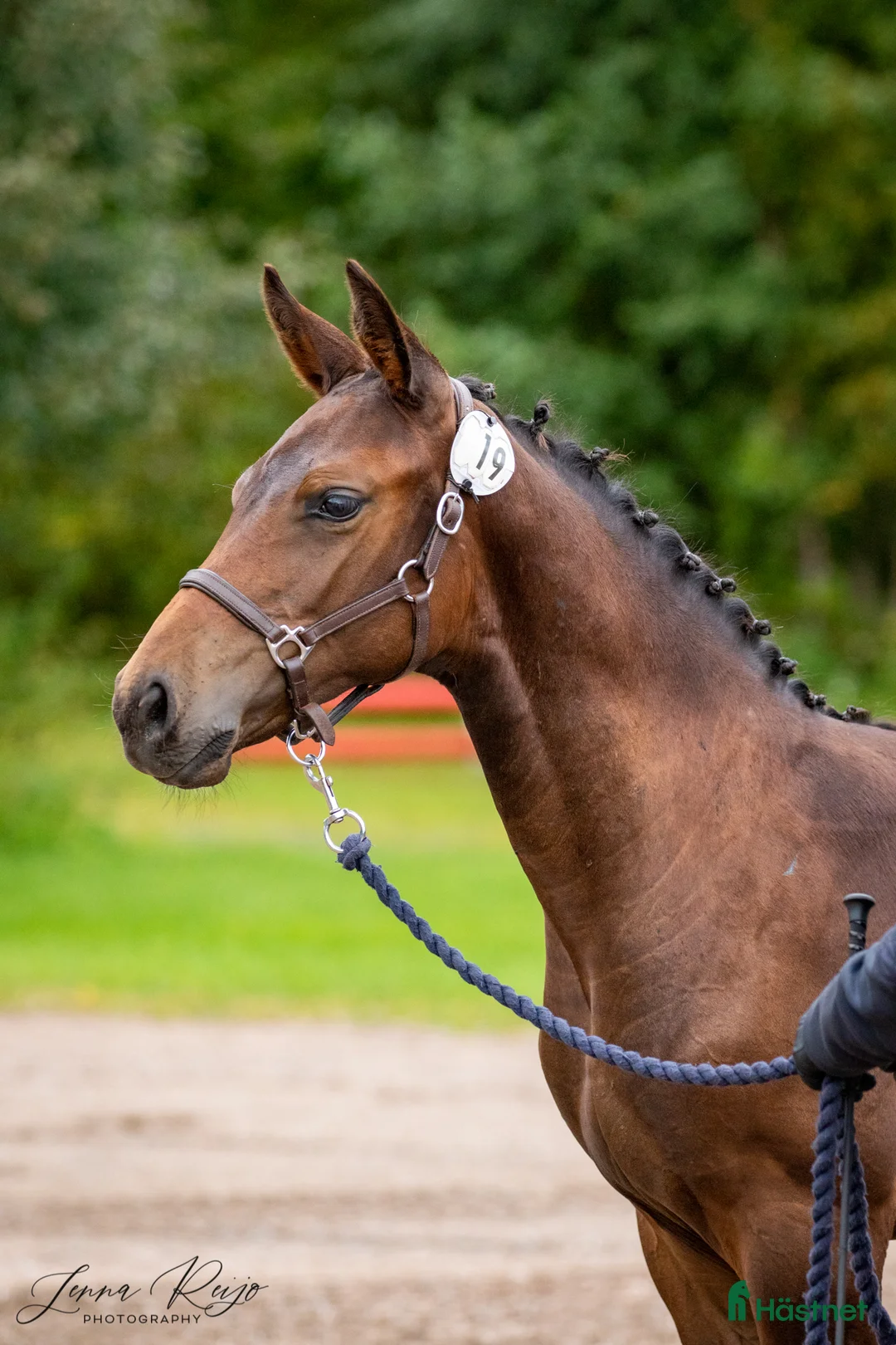 Hoppning hästar till salu: Berglands Corvette (Everett-Cornet Obolensky) - Annons 1