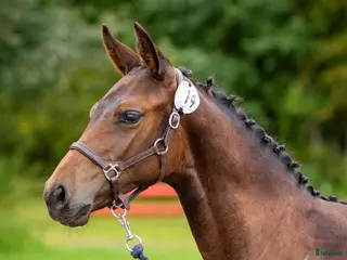 hästar Berglands Corvette (Everett-Cornet Obolensky) - Annons 8