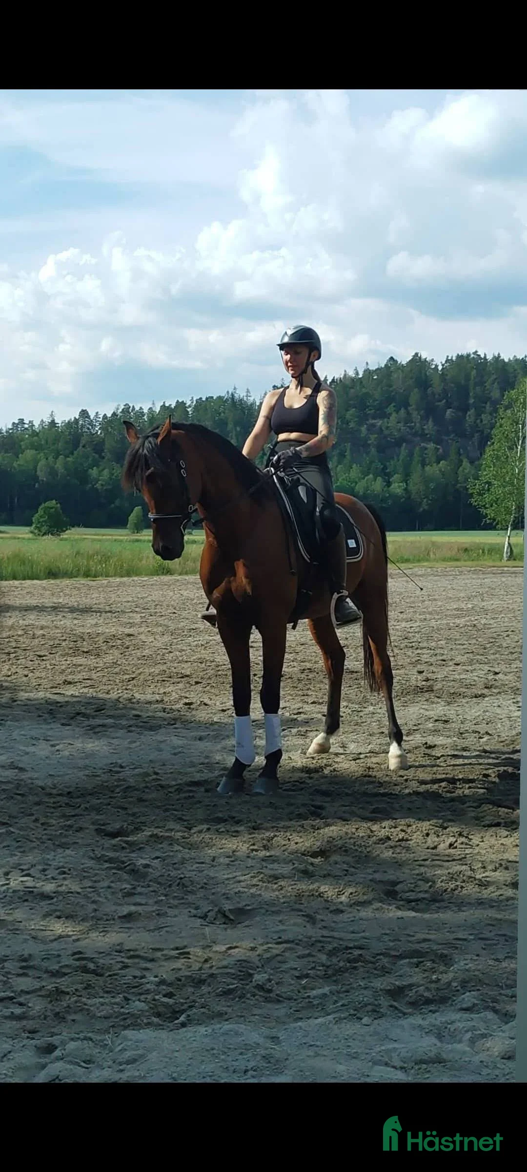 Allround hästar till salu: 🌟 Vacker, stor och känslig arabvalack 🌟 i Tollered - Annons 3