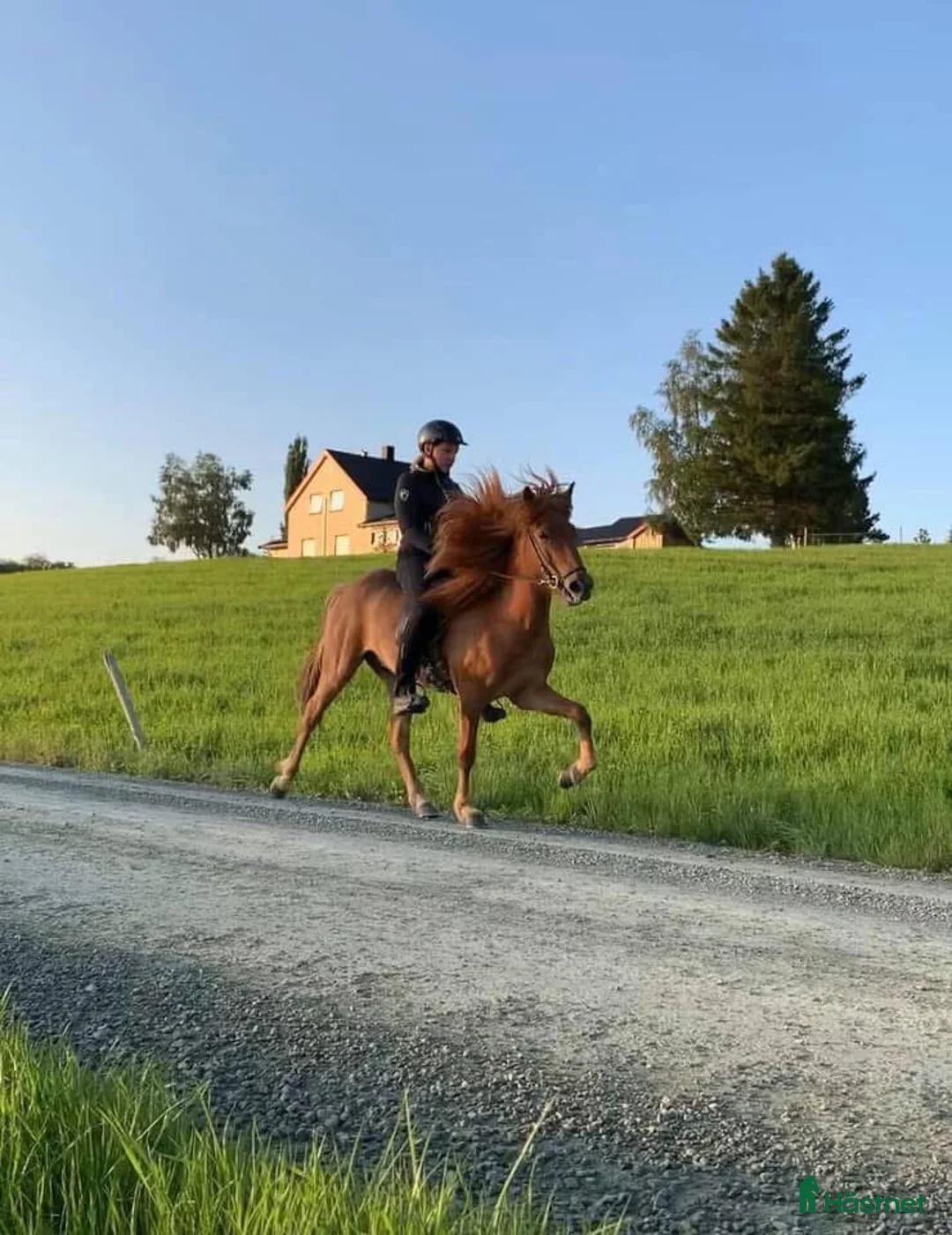 Island hästar till salu: Gjafar från Hästfjället, ståtlig och äventyrssugen - Annons 7