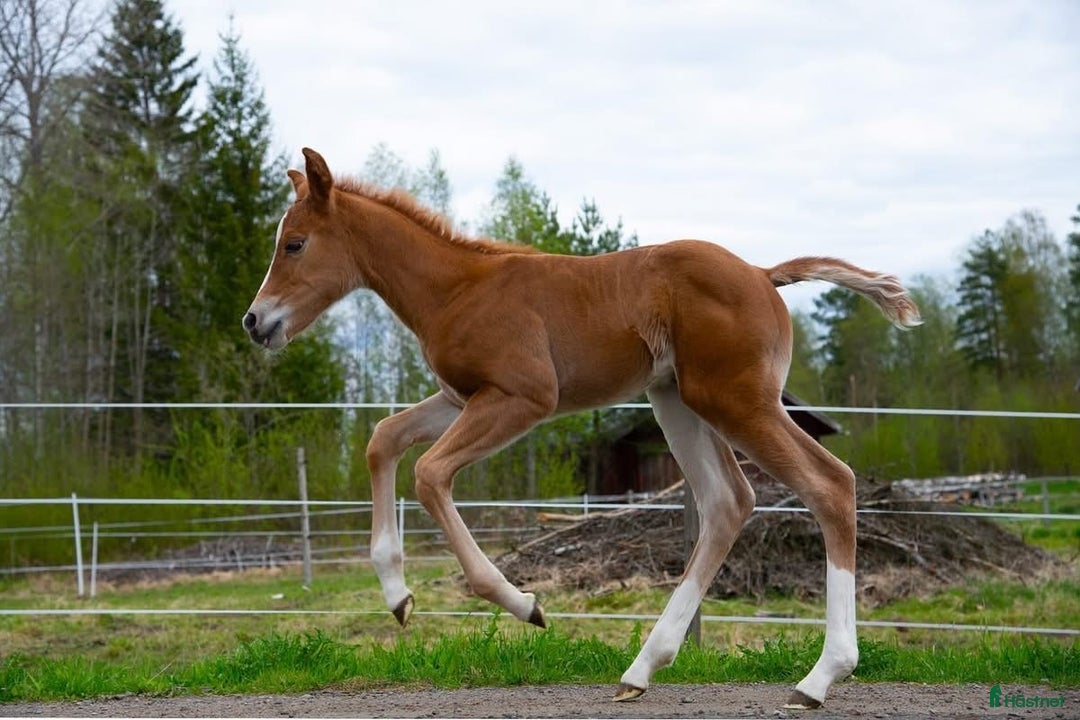 Western hästar till salu: Lovande quartersto, född 2025 i Sunne - Annons 3