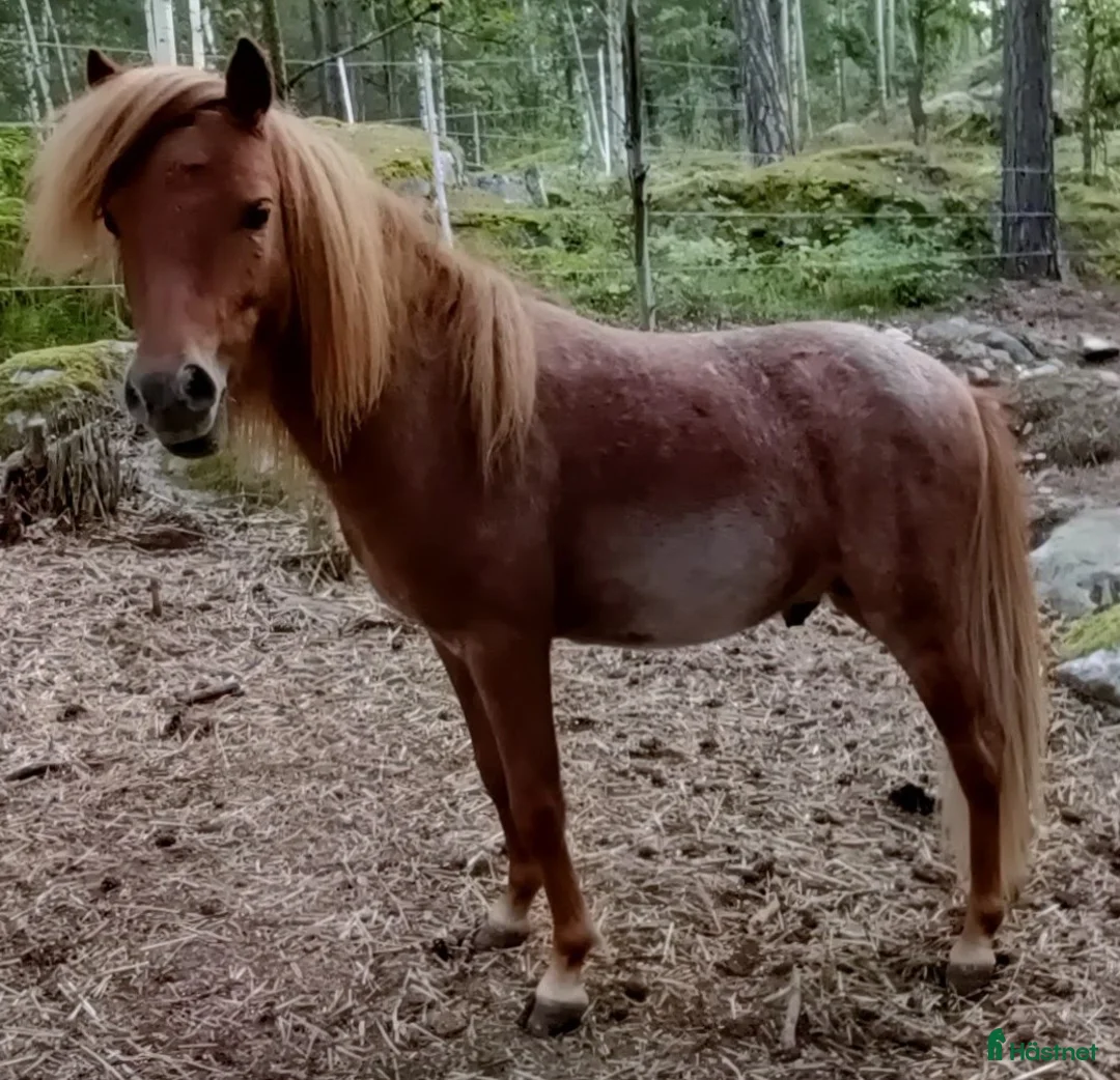 Allround hästar till salu: Nyfiken ung hingst i Eskilstuna - Annons 1