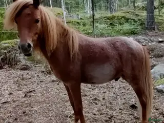 hästar Nyfiken ung hingst i Eskilstuna - Annons 7