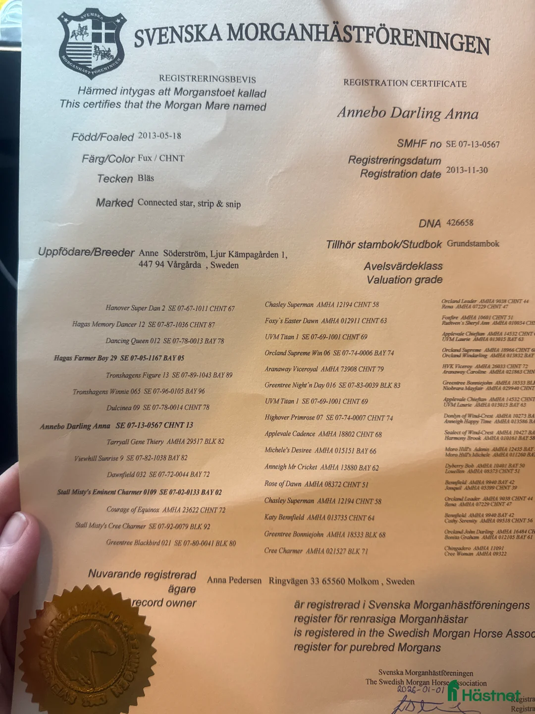 Övrigt hästar till salu: Donna – Morgansto med motor, humor och bra stam i Molkom - Annons 13