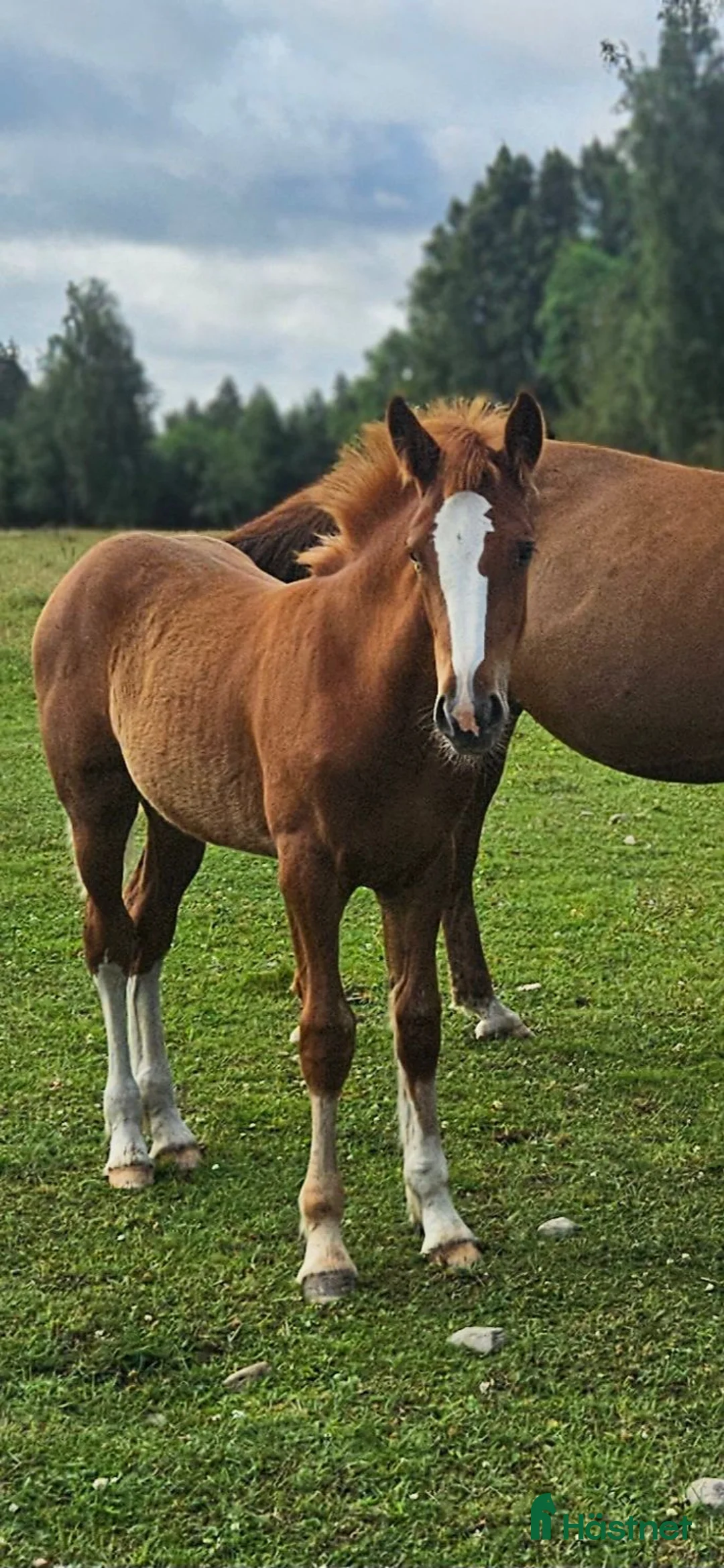 Allround hästar till salu: Superfina Cassandra irish cob/vbl - Annons 2