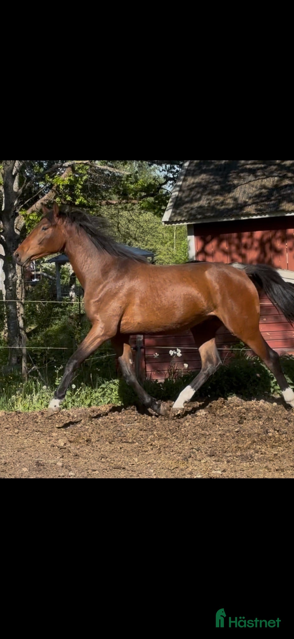  hästar Selektionssto - Annons 1