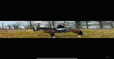  hästar i Äng - Annons 1